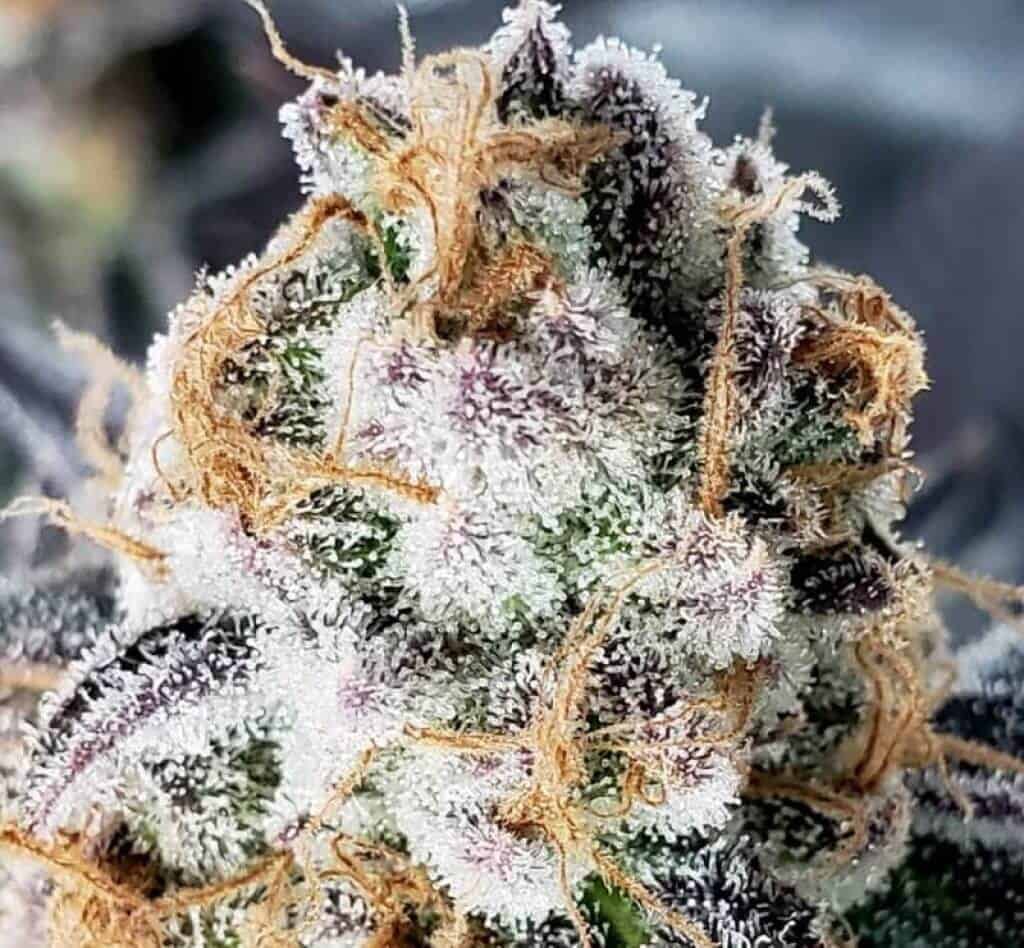 CBD Rambouillet LA GREENTA puff - thé du monde - CBD 78 3